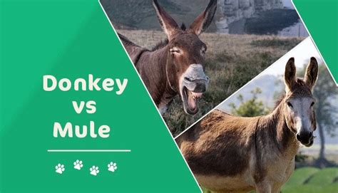 List Of 13 What Is The Difference Between A Mule And A Donkey