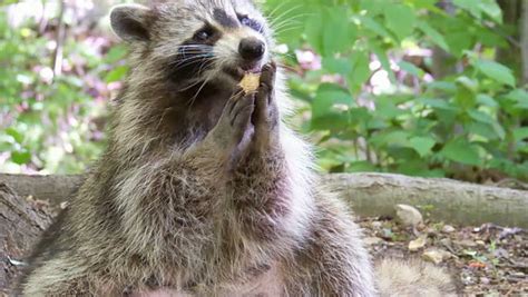 Check spelling or type a new query. Racoon Stock Footage Video - Shutterstock