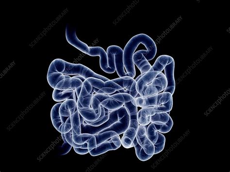 Small Intestine Illustration Stock Image F0276375 Science Photo