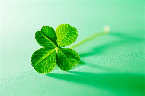 The Mysterious Genetics Of The Four Leaf Clover Wired