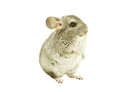 Chinchilla Png Vector Psd And Clipart With Transparent Background