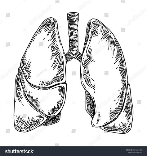 Human Anatomy Lungs Sketch Engraving Style Vector Illustration Ad