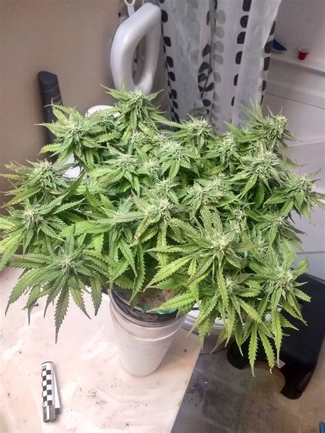 Solo cup grow week 3 flower. Daquiri lime automatic by ...