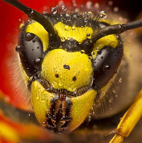 Wasp Wasp Face