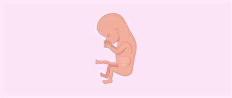 Tercer Mes De Embarazo Desarrollo Del Feto Y Síntomas En La Mujer 2023