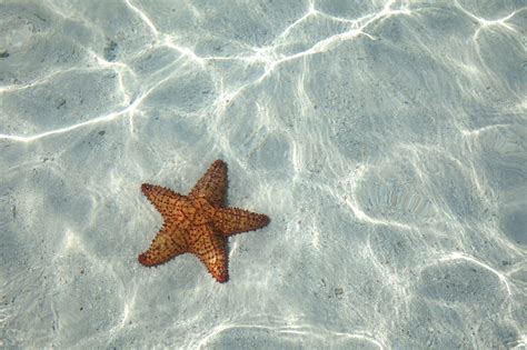Heres All About The Habitat Of Starfish
