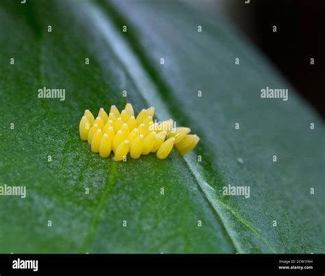 Ladybug Eggs Hi Res Stock Photography And Images Alamy