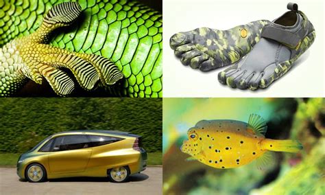 What Would Nature Do Biomimetic Product Design Accelerator