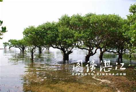 Zhanjiang Mangrove National Nature Reserve Among Guangdongs Most