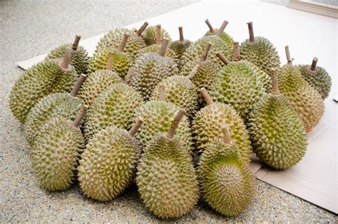 Cantum baji pokok durian musang king. Musang King Durian Feast | Food Momento