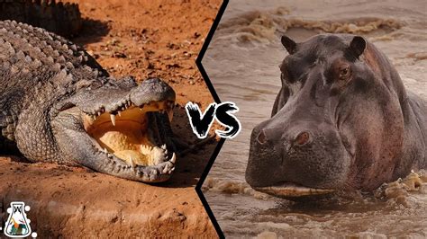 Hippo Vs Alligator Get The Main Difference In 2023
