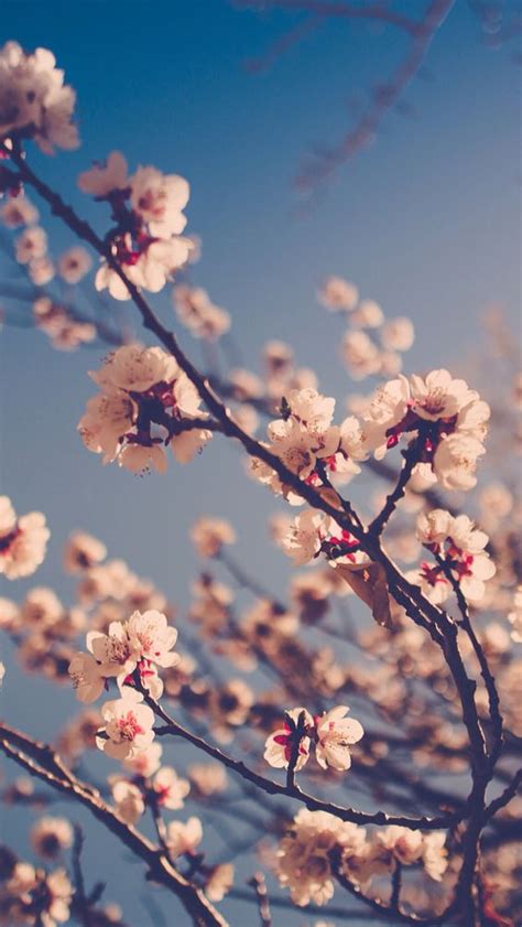 10 Selected Spring Wallpaper Iphone 14 You Can Download It At No Cost