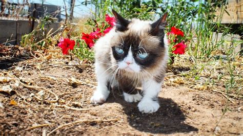 grumpy cat internet star dies at the age of 7 technology news