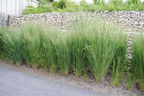 Panicum 'northwind' is propagated by division. PlantFiles Pictures: Switch Grass, Wand Panic Grass ...
