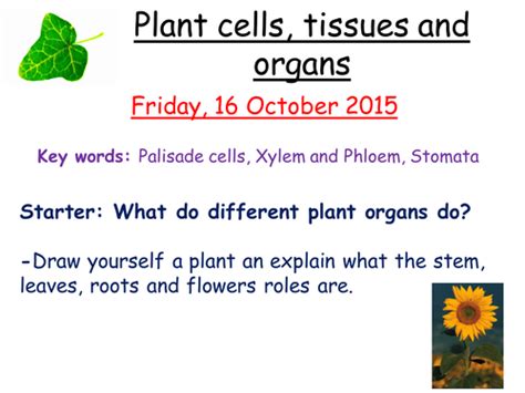 Plant Cell Tissues And Organs Teaching Resources