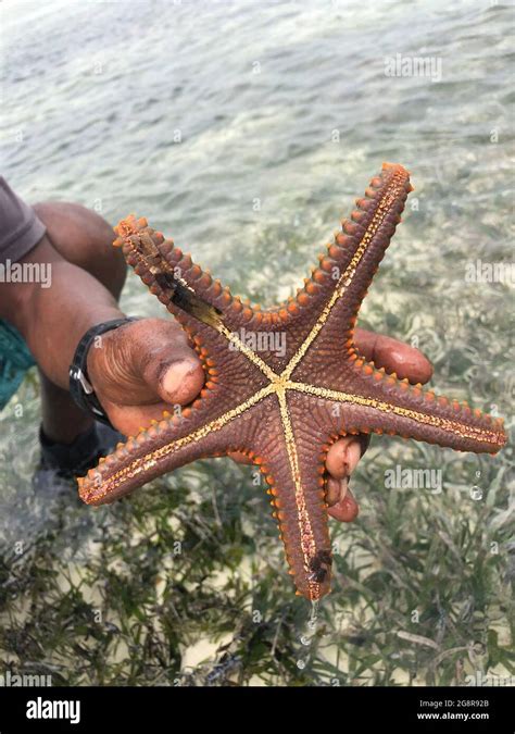 A Mans Hand Holds A Live Large Beautiful And Bright Starfish In His