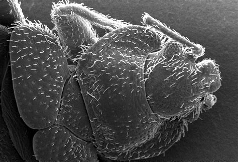 Free Picture Morphology Dorsal Exoskeletal Surface Bedbug Cimex
