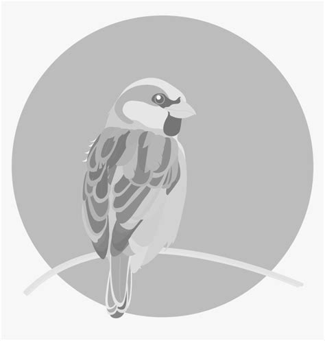 House Sparrow Hd Png Download Kindpng