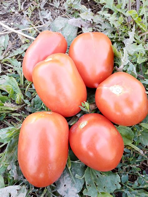 Tomates variété ROMA (500 g) – REGIE DE TERRITOIRE DES DEUX RIVES