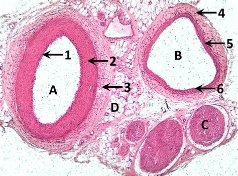 Circulatory System Histology Histology Arteries And Veins Artery Vein And Nerve Histology