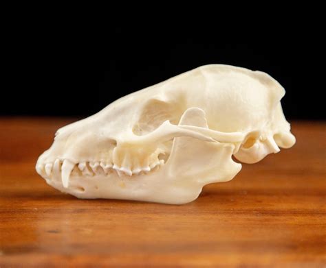 Tanuki Skull Real Racoon Dog Skull Specimen Etsy