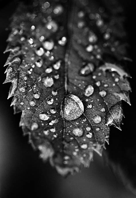 Water Droplets On Leaf Black And White White Aesthetic Photography