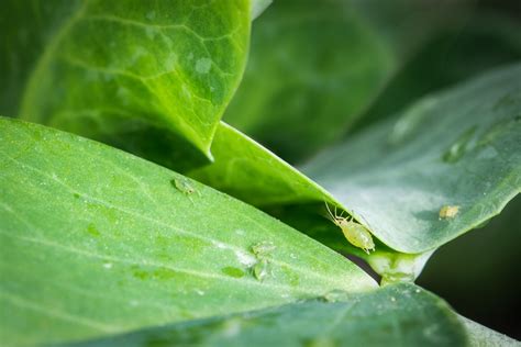 7 Common Houseplant Pests Warning Signs Treatments And More Just