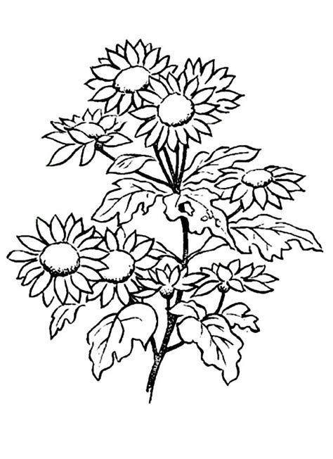 Free flower coloring pages of orchid and iris pictures. Picture of Daisy Flower Coloring Page - Download & Print Online Coloring Pages for Free | Color ...
