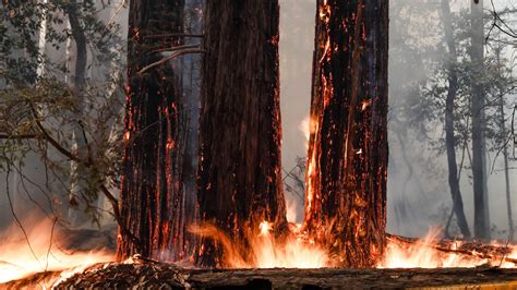 Will California S Giant Redwoods Survive The Raging Wildfires Live