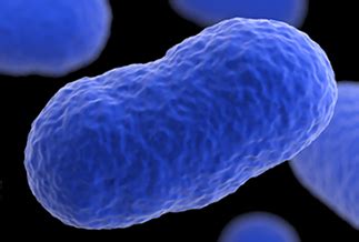 Listeria is a rare but sometimes fatal disease people contract from eating infected food. Listeria danger spurs FDA smoked fish recall - The Martha ...