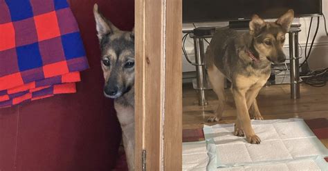 Terrified Rescue Dog Hides Behind Sofa For Weeks And Steals The
