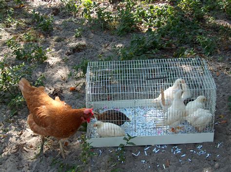 How To Raise Backyard Chickens The Benefits Of Personally Rearing