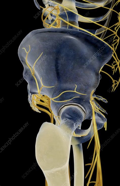 The Nerves Of The Hip Stock Image C0081300 Science Photo Library