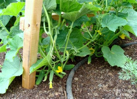 The most productive and common cucumber varieties are vine cucumbers, which can really benefit from growing vertically on a trellis. 5 Reasons To Grow Cucumbers On A Trellis (And Taking Up ...