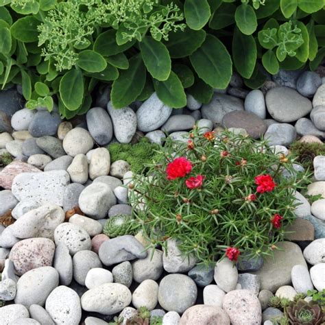 How To Create A Rock Garden For A Beautiful Landscape