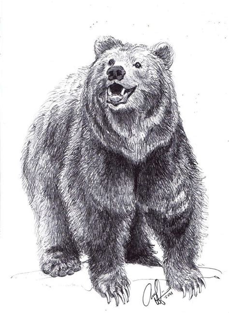 Drawing A Bear Standing Grizzly Bear Drawings Realistic How To