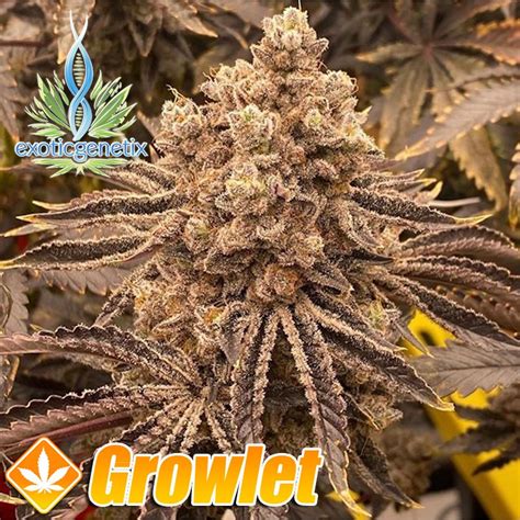 Greasy Runtz Feminized Seeds From Exotic Genetix