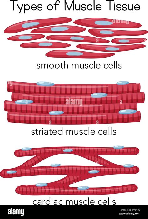 Types Of Muscle Tissue Illustration Stock Vector Image And Art Alamy