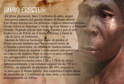 Homo Erectus Una Característica Principal De Homo Erectus Es La Forma