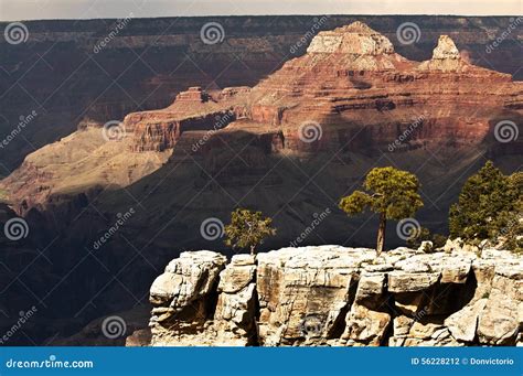 Green Trees In Grand Canyon Dramatic Light Stock Photo Image Of
