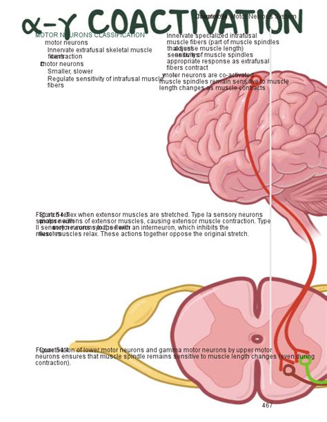 Basal Ganglia Neural Pathways My Xxx Hot Girl