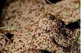 Pictures of Grass Termites