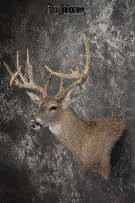 Whitetail Deer Taxidermy Shoulder Mount For Sale Sku 1939 All Taxidermy