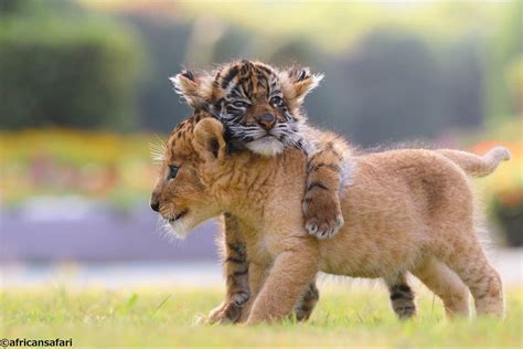 Deux Bébés Tigre Et Lion Meilleurs Amis Au Parc Japonais African