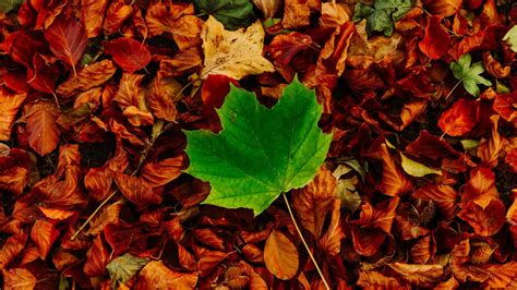 Download Wallpaper 1920x1080 Leaves Maple Autumn Fallen