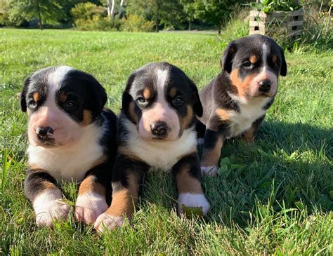 Greater Swiss Mountain Dog Size Temperament Lifespan And Pictures