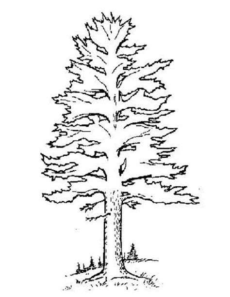 You might also be interested in coloring pages from pine trees category and trees of north america, forest tags. Coloring Pages Of Pine Trees at GetColorings.com | Free ...
