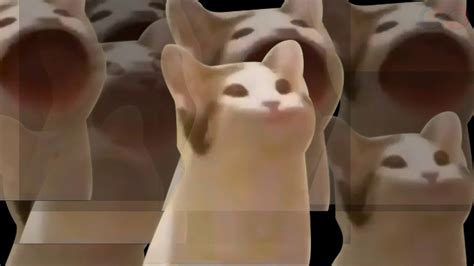Bop Cat Meme Tiktok Compilation Youtube