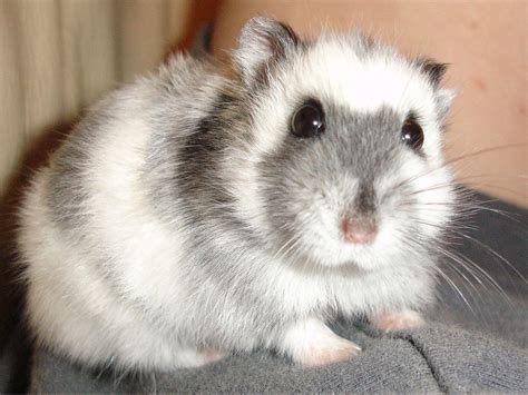 Their diet can include also vegetables, which you can serve to your hamster every other day. Information About Winter White Dwarf Hamster Care and ...