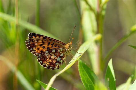 Silver Bordered Fritillary Butterfly On Orange Zinnias Stock Photo